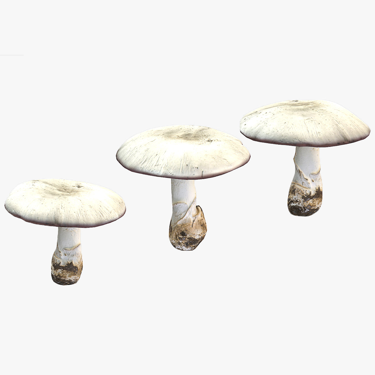 Agaricus Campestris Mushroom Low Poly