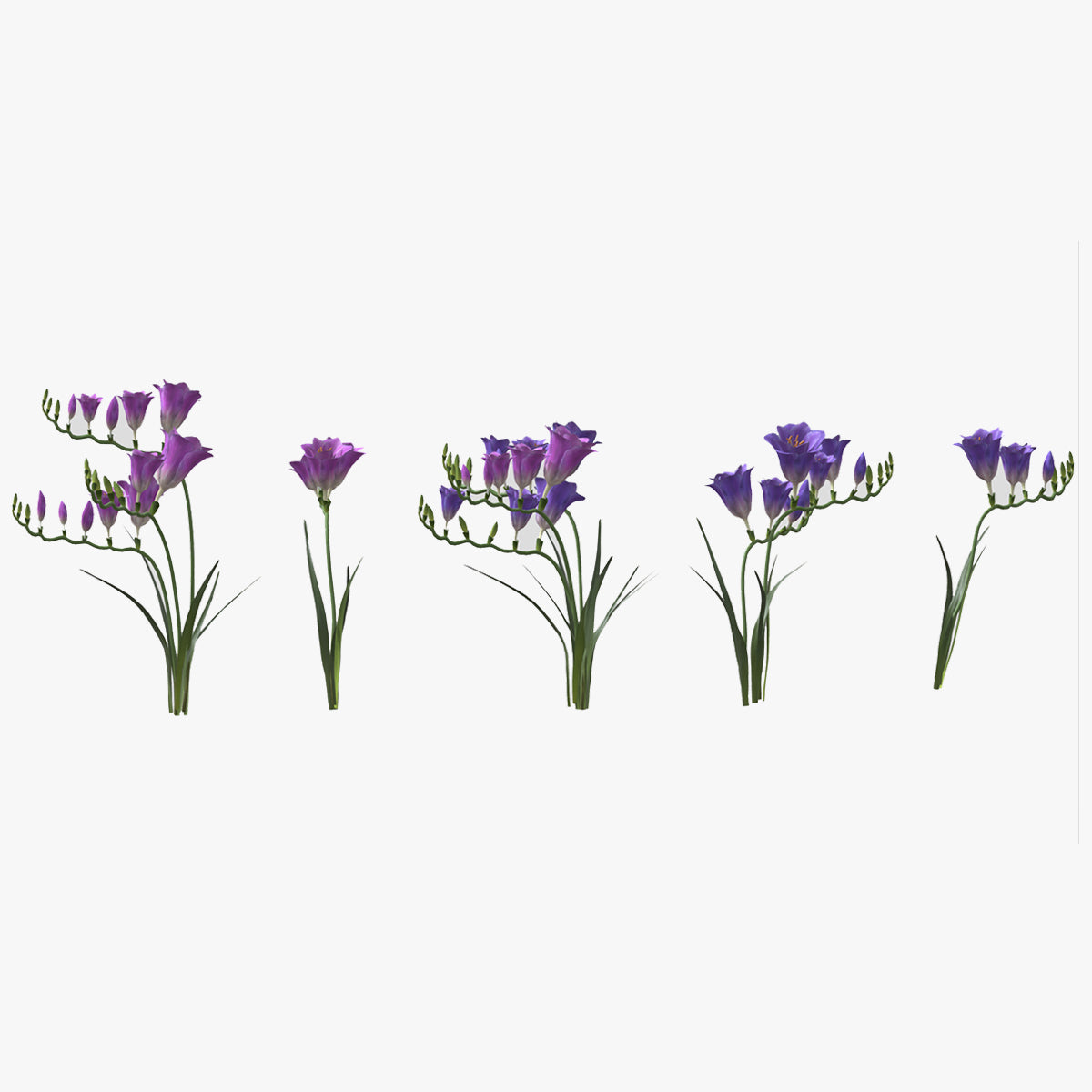 Freesia Flower low Poly