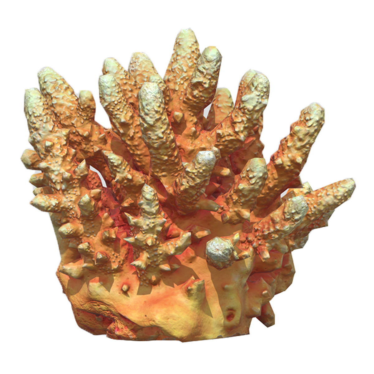 Acropora coral Low Poly