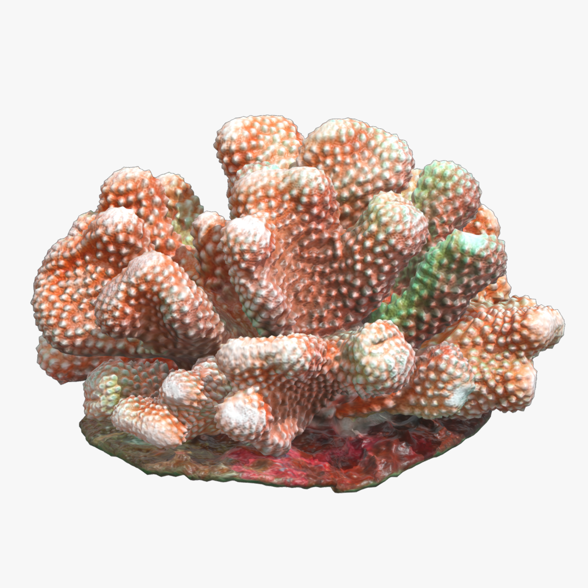 Pocillopora coral Low Poly