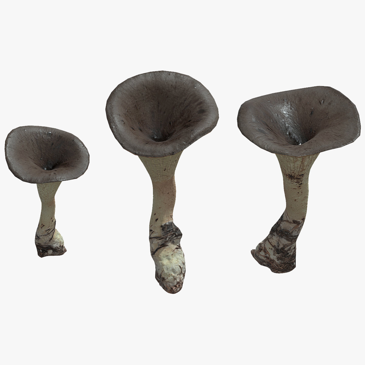 Black Trumpet Mushroom Low Poly