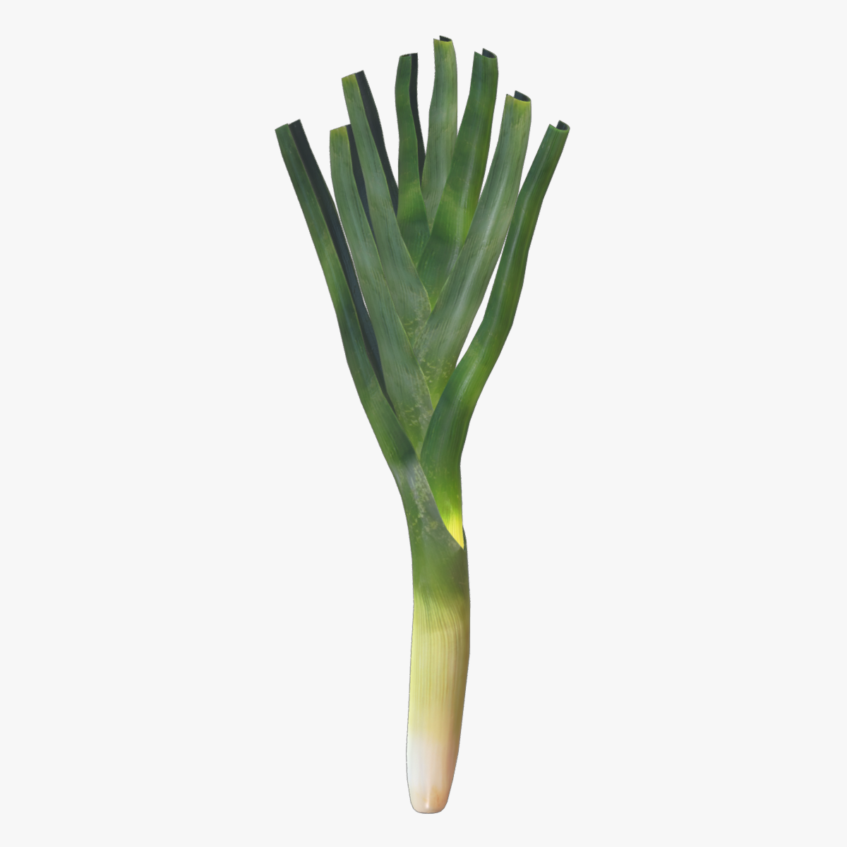 Leek Low Poly