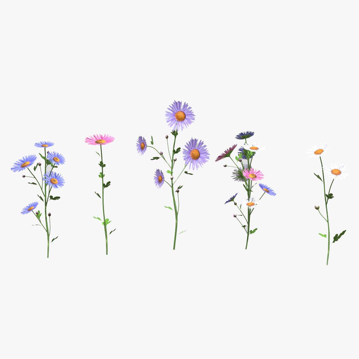 Aster flower Low Poly