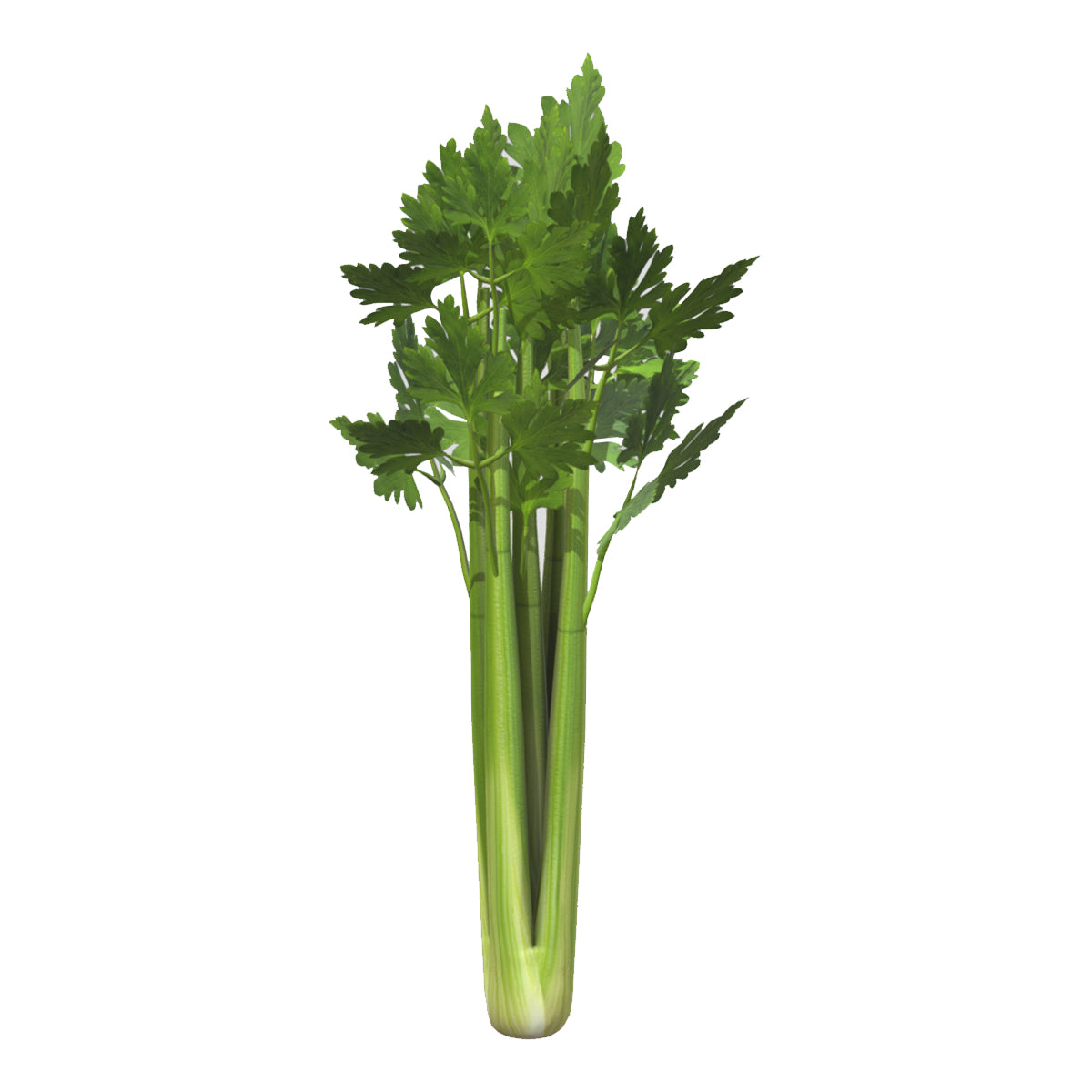 Celery Low Poly