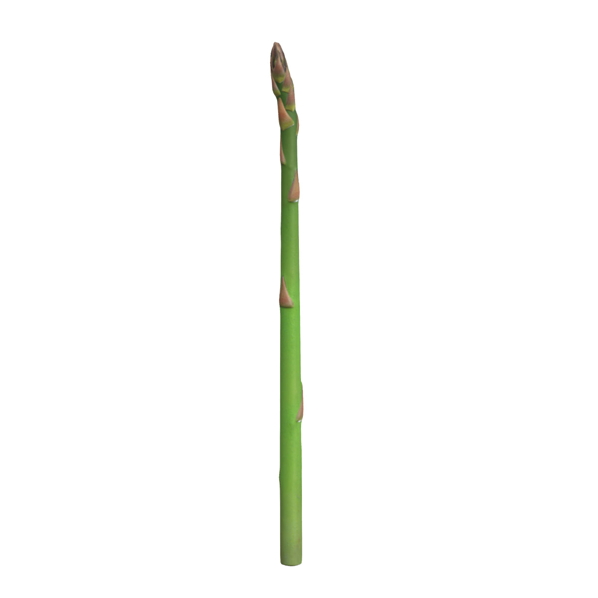 Asparagus Low Poly