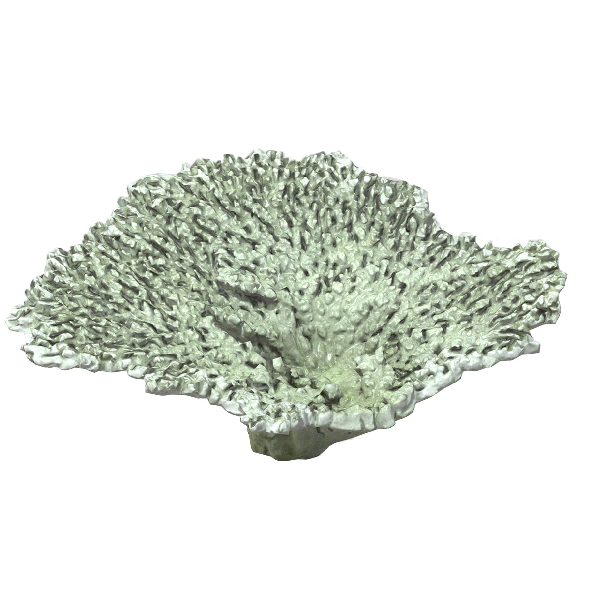 Acropora clathrata coral Low Poly