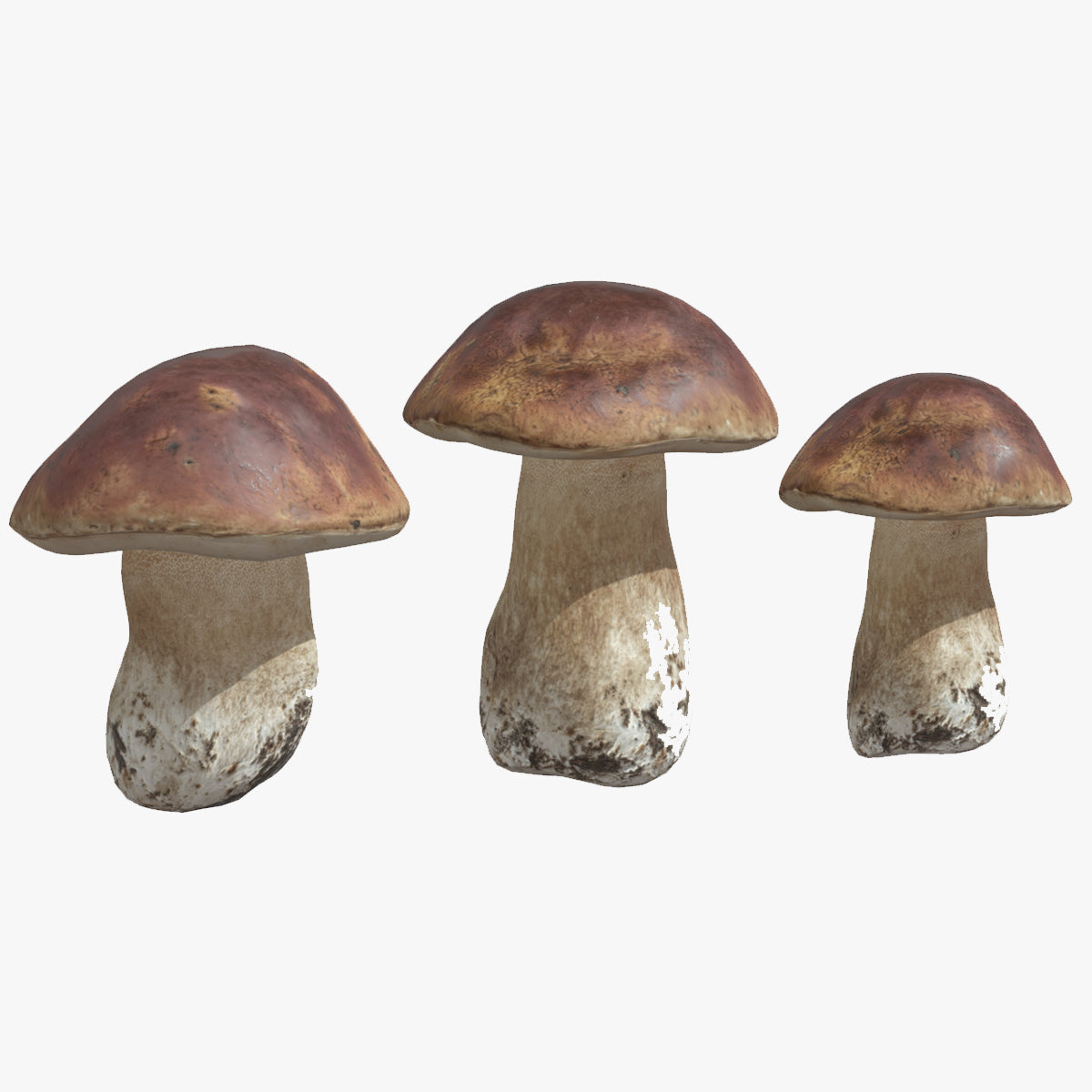 Boletus Edulis ( Porcini ) Mushroom Low Poly