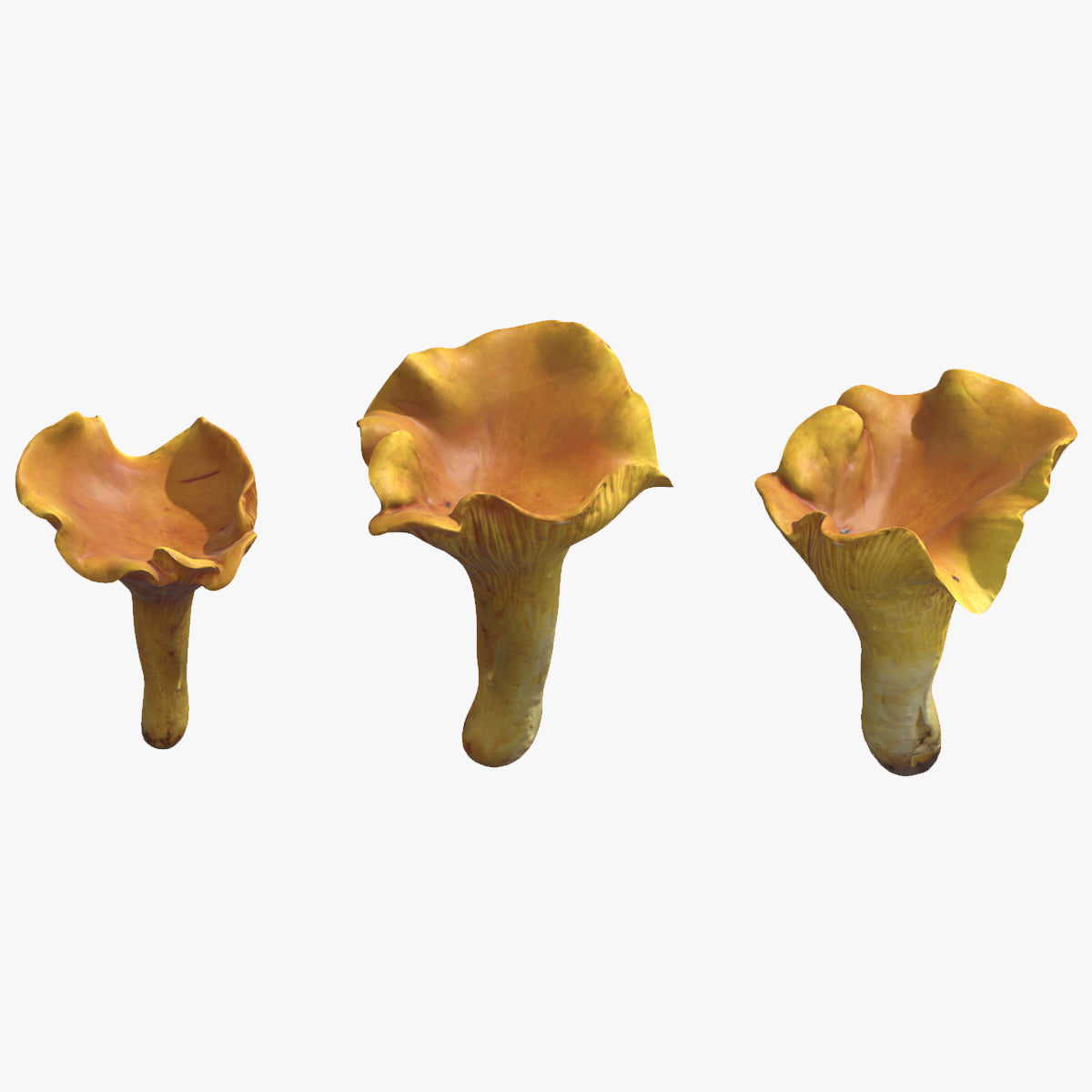 Cantharellus Cibarius Mushroom Low Poly