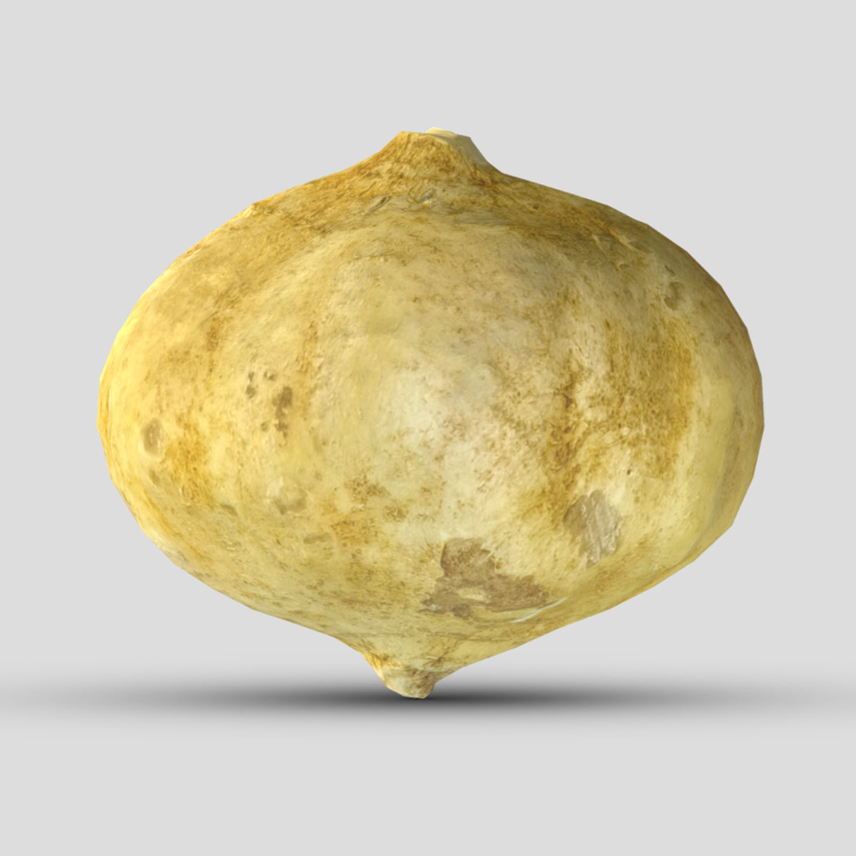 Jicama Low Poly