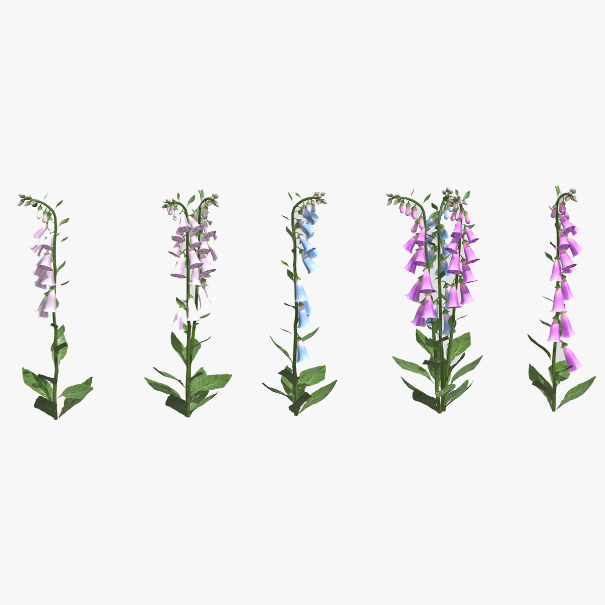 Foxglove Flower Low Poly