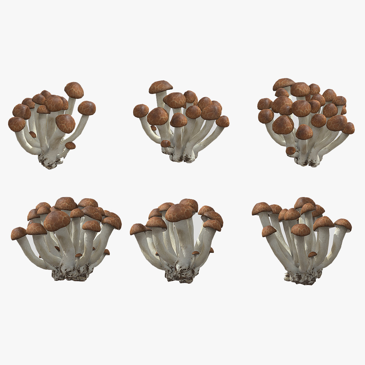 Beech Mushroom Low Poly