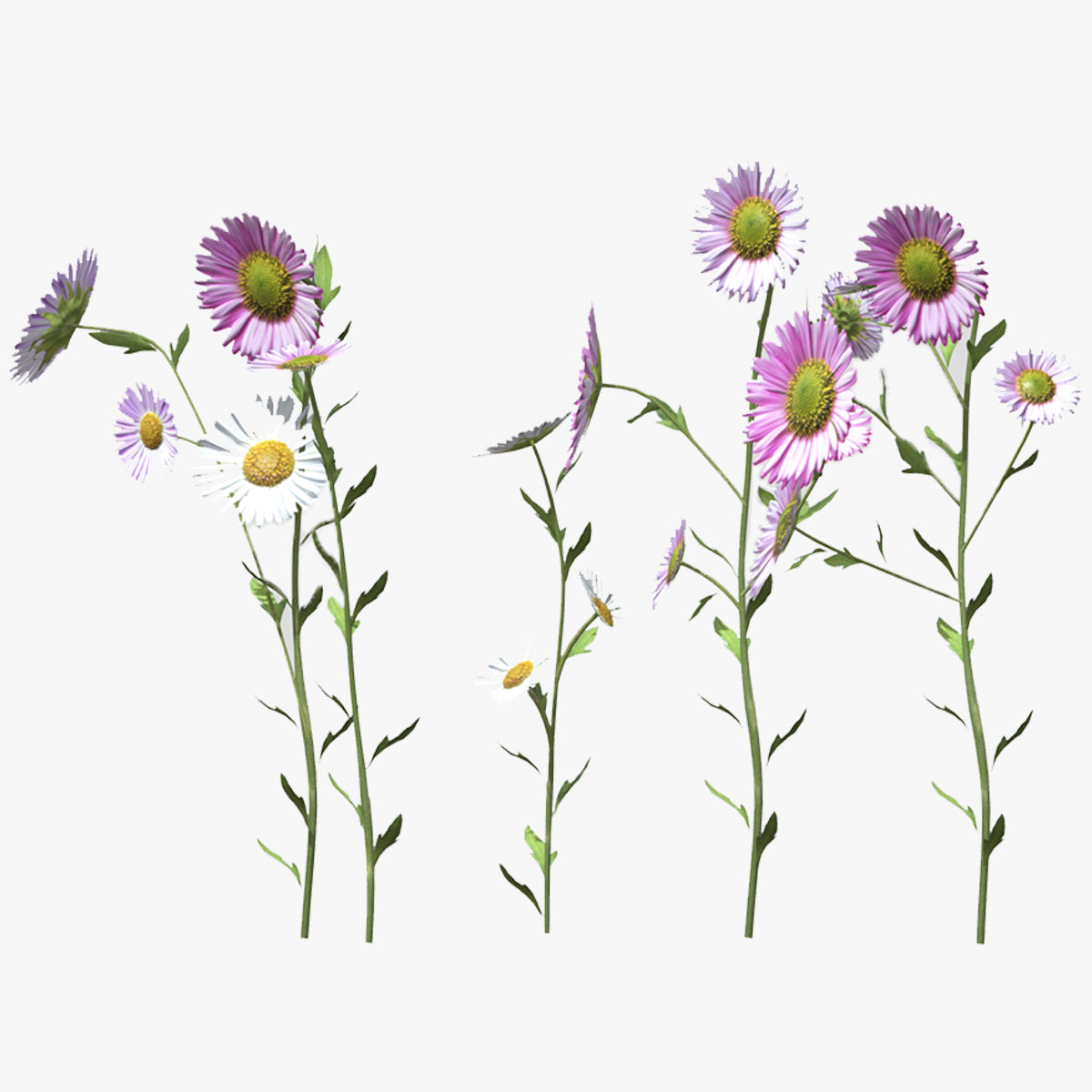 Erigeron Flower Low Poly