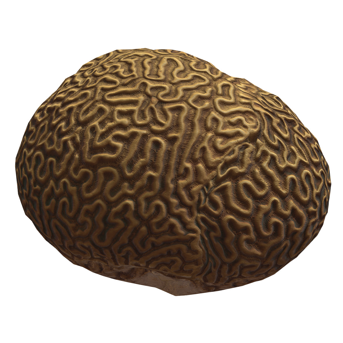 Brain coral Low Poly