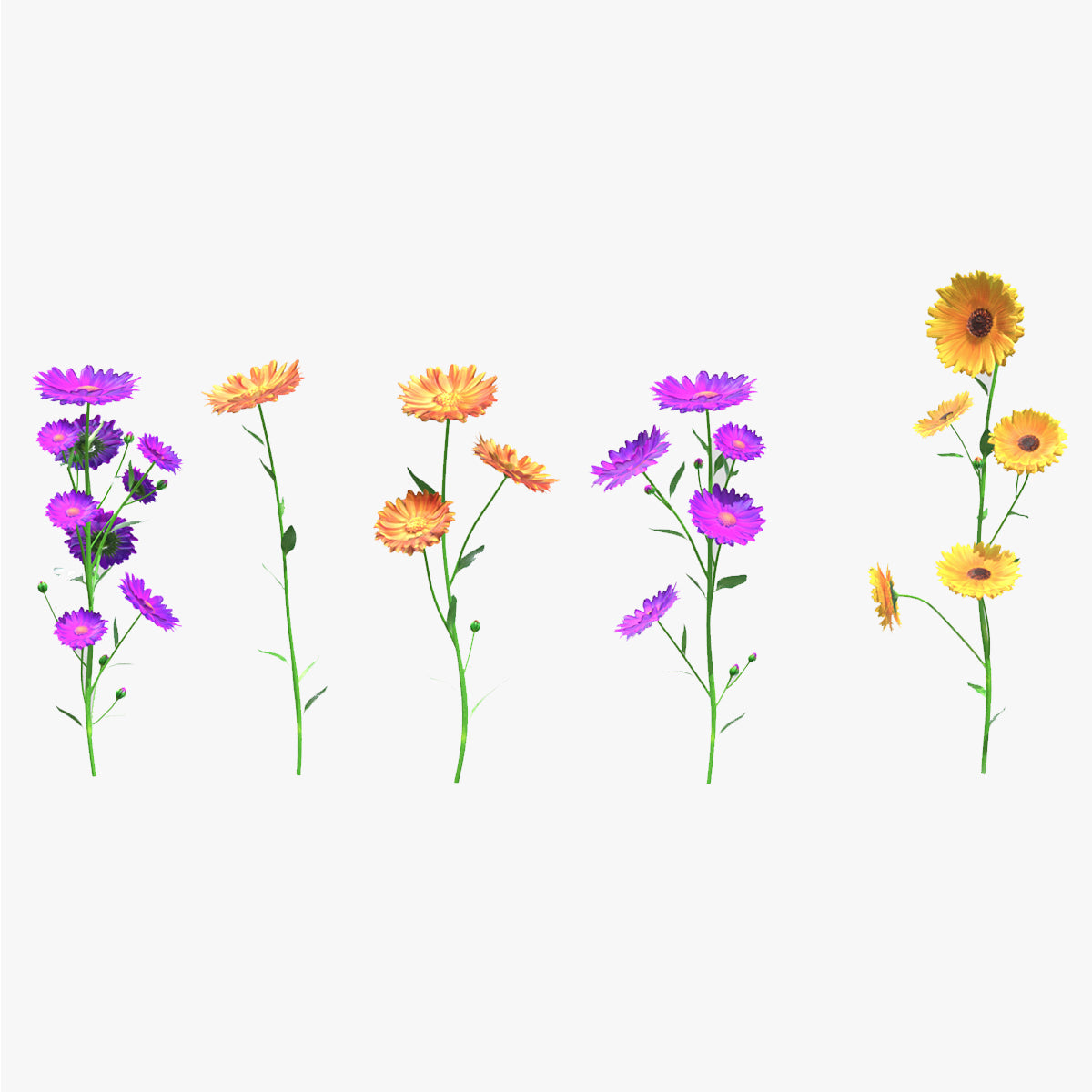 Calendula flower Low Poly