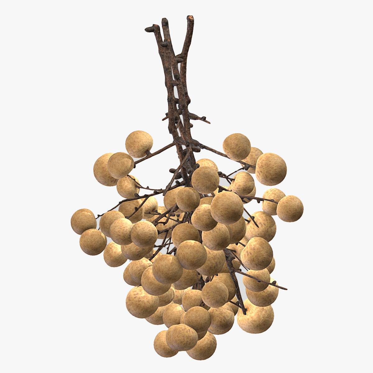 Fruit Longan 02 Low Poly